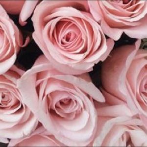 Meet your Posher, Maria